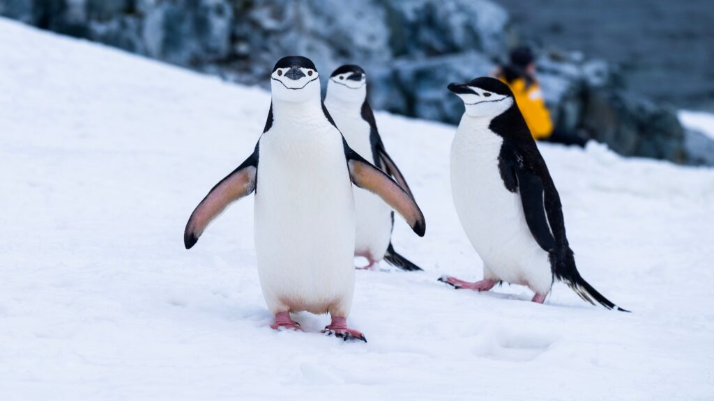 Penguins on snow in Antarctica
