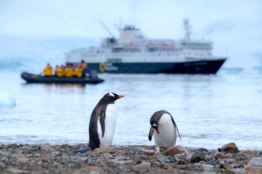 Here is how you can discover the penguins of Antarctica