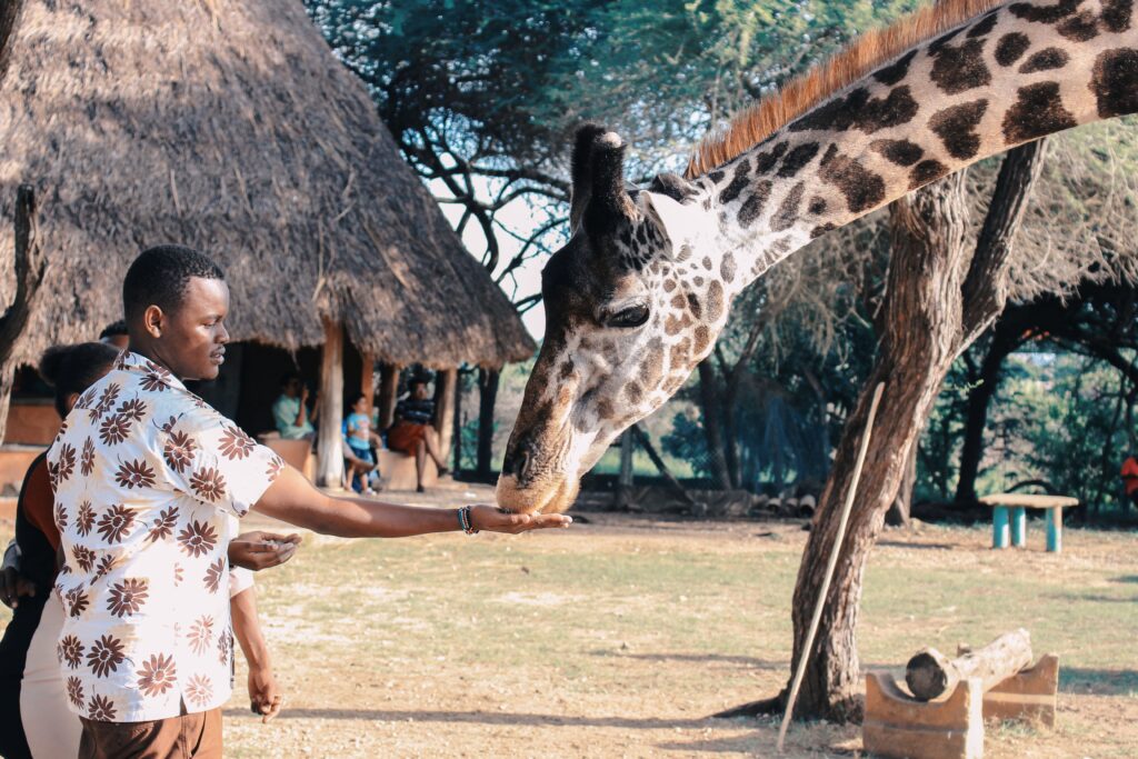 An African man feeding a giraffe from his hands